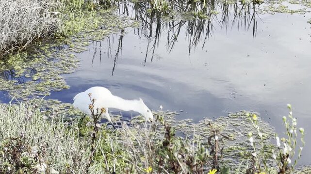 Snowy egret hunts by stirring algae growth in pond waters	
