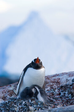 Adult gentoo penguin while two gray chicks huddle together