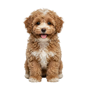 Cute fluffy light brown puppy sitting and looking happy