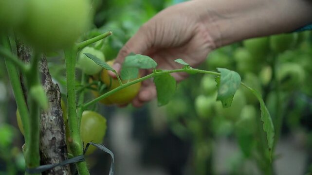 Hand picking fresh green tomatoes in a greenhouse garden
