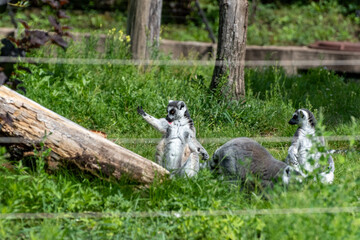 Ring-tailed lemurs outdoors in zoo enclosure setting © Dmitry