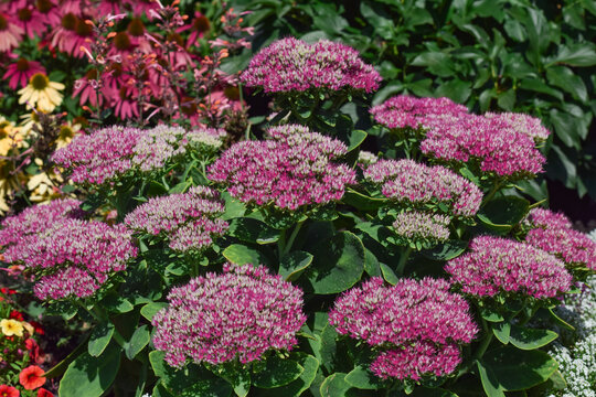 Close-up view of vibrant pink Sedum flower clusters blooming in a sunny garden flowerbed