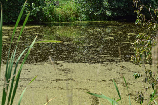View of a quiet pond completely covered in green duckweed and algae with tall reeds and trees reflecting in the water in the background