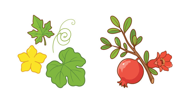 Set of botanical illustrations featuring a cucumber plant and a pomegranate branch