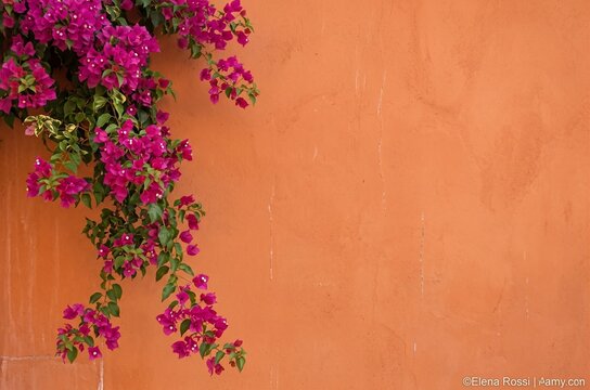 Bougainvillea flowers hanging on an orange wall in a sunny setting  