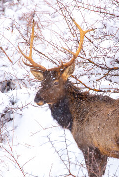 A deer in the mountains in winter with falling snow. Close-up of red deer against a snowy backdrop. Winter Christmas landscape with wild animals.