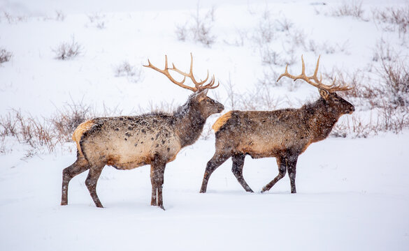 A deer in the mountains in winter with falling snow. Close-up of red deer against a snowy backdrop. Winter Christmas landscape with wild animals.