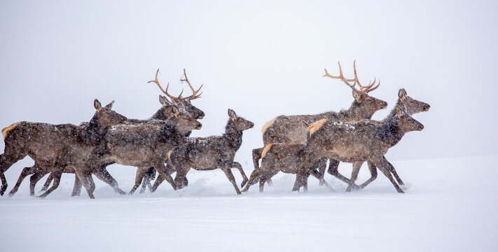 A deer in the mountains in winter with falling snow. Close-up of red deer against a snowy backdrop. Winter Christmas landscape with wild animals.