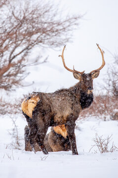 A deer in the mountains in winter with falling snow. Close-up of red deer against a snowy backdrop. Winter Christmas landscape with wild animals.