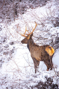 A deer in the mountains in winter with falling snow. Close-up of red deer against a snowy backdrop. Winter Christmas landscape with wild animals.