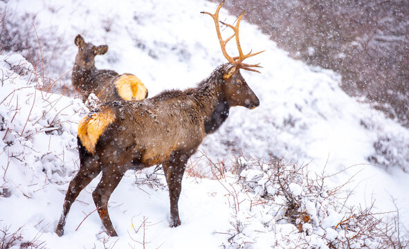 A deer in the mountains in winter with falling snow. Close-up of red deer against a snowy backdrop. Winter Christmas landscape with wild animals.