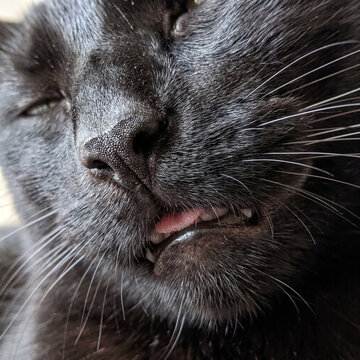 Cute muzzle of a black cat close up