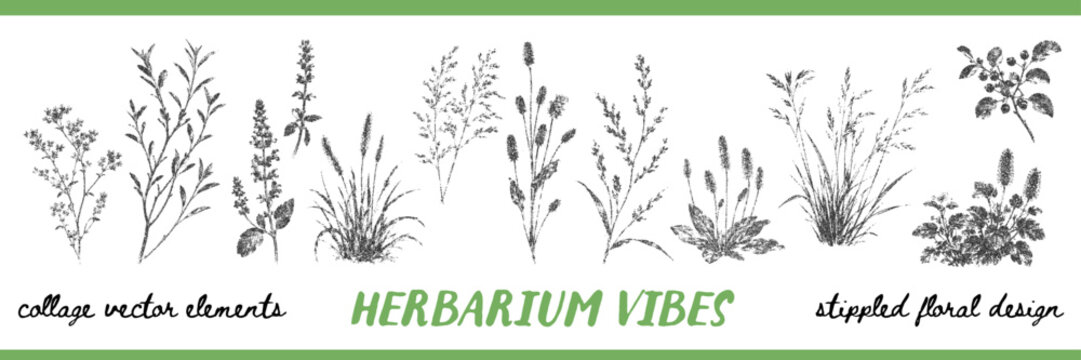 Herbarium inspired botanical collection with meadow grasses, seed heads, leafy stems and berry branches in rough stipple print texture. Vintage plant elements for collage, posters and natural design. 