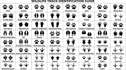 Obraz premium Wildlife track identification guide vector, animal footprint chart with 64 labeled species, black paw prints and bird tracks set