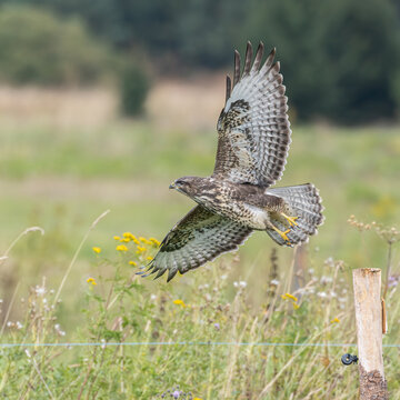 Common buzzard in flight taking off from a perch in the wild.