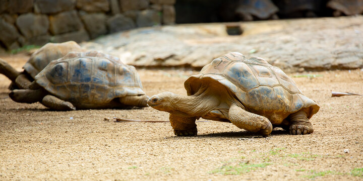 Galapagos tortoises close-up in their natural habitat. Giant tortoises in Mauritius, a rare endemic species. Elephant tortoise.