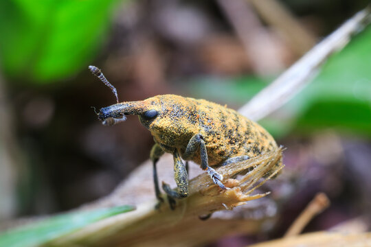 Thistle Bud Weevil Standing on Fallen Branch Macro Nature