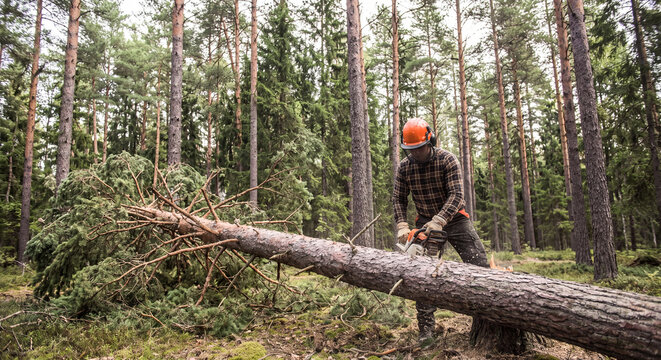Lumberjack walking along trunk of freshly felled pine tree in pine woods to inspect timber quality during professional wood harvesting operations on sunny day.