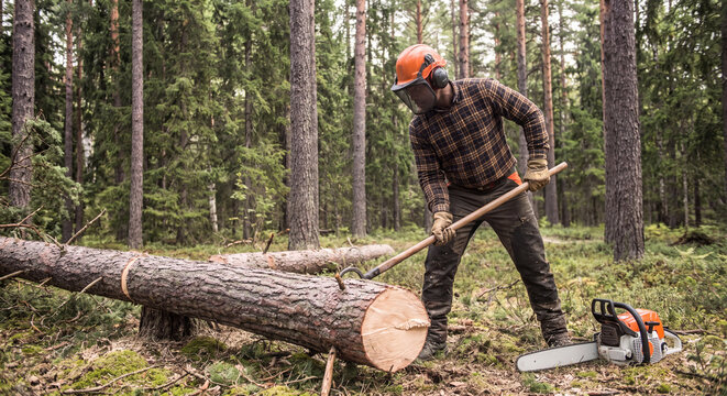 Forestry worker in protective helmet using log turning cant hook to maneuver heavy cut tree trunk on the ground in pine forest during logging activities.