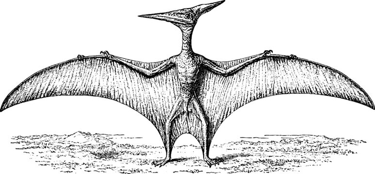 Antique engraving of a standing dimorphodon pterosaur with outstretched wings on white background for scientific illustration and natural history display