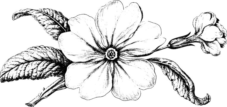 Antique engraving of primrose flower isolated on white background for botanical design background and vintage floral poster or label use