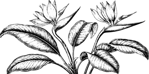 Naklejka premium Antique engraving of strelitzia plant with leaves and flowers for vintage botanical background and label design