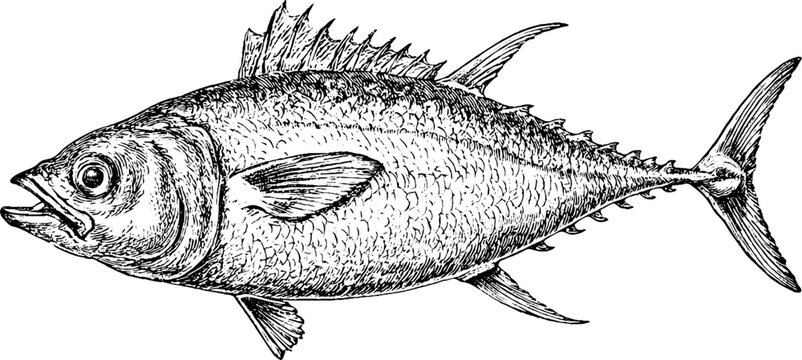 Antique engraved tuna fish drawing isolated on white background for vintage marine design and educational poster