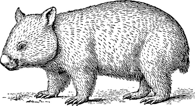 Antique engraving wombat isolated on white background for vintage animal plate and natural history illustration