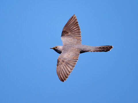Common cuckoo (Cuculus canorus)