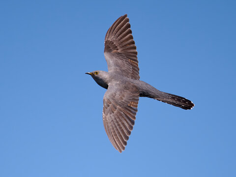 Common cuckoo (Cuculus canorus)