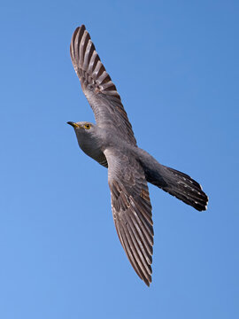 Common cuckoo (Cuculus canorus)