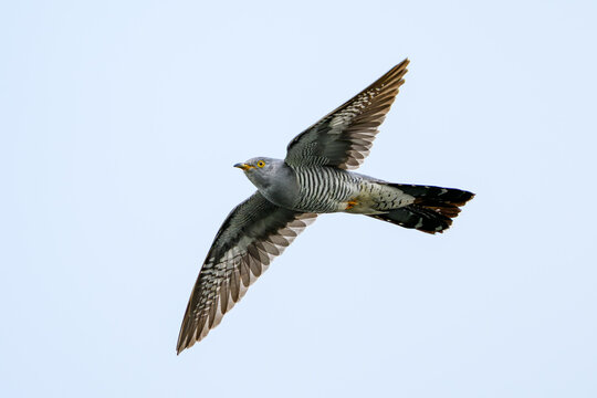 Common cuckoo (Cuculus canorus)