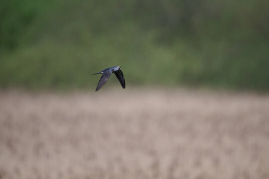 Common cuckoo (Cuculus canorus)