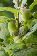 Close-up shot of green acorns on the trees. © David