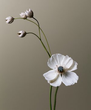 White strawflower with papery petals and grey seed heads, a minimalist botanical still life with soft diffused lighting and copy space for design