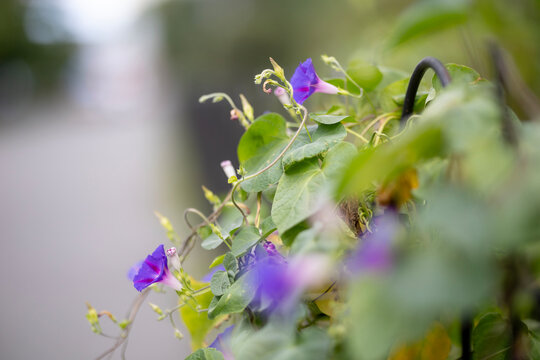 Vibrant morning glories bloom along a metal fence in the garden, delicate purple petals, lush green leaves, and soft daylight illuminating the natural outdoor flora setting beautifully