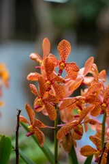 Orangefarbene Orchideen vor unscharfem Hintergrund in Vietnam © Christoph