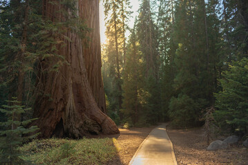 Hiking trail leading toward forest with massive giant sequoia tree towering over surrounding trees golden sunset light filtering through branches peaceful empty path adventure concept © ChristopherTP