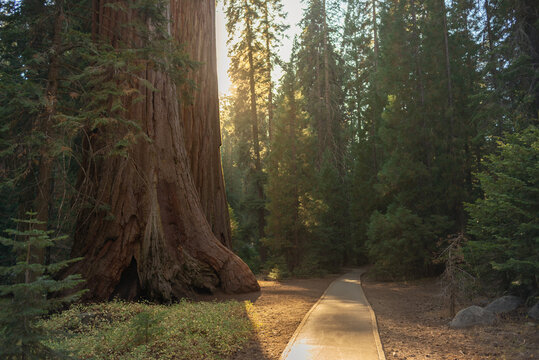 Hiking trail leading toward forest with massive giant sequoia tree towering over surrounding trees golden sunset light filtering through branches peaceful empty path adventure concept