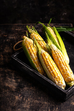 Raw uncooked fresh corn close up. Healthy farm food
