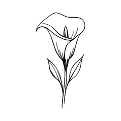 Obraz premium PNG Elegant minimalist calla lily sketch.