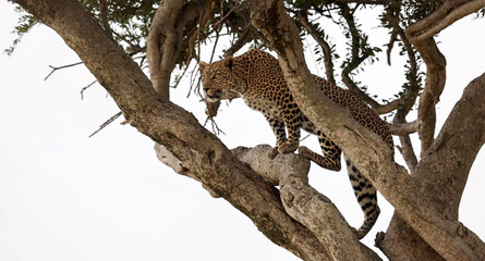 Leopard moving along a tree branch, Masai Mara © Banu