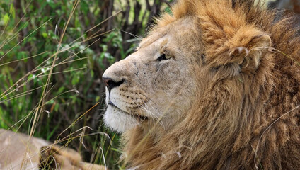 Male lion profile close-up, full mane detail © Banu