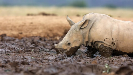 White Rhino calf drinking from muddy wallow, mud-coated snout © Banu
