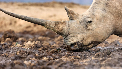 White Rhino close-up, long horn and mud-caked snout © Banu