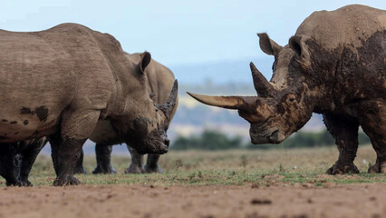 White Rhinos squaring off face to face on dry savanna © Banu