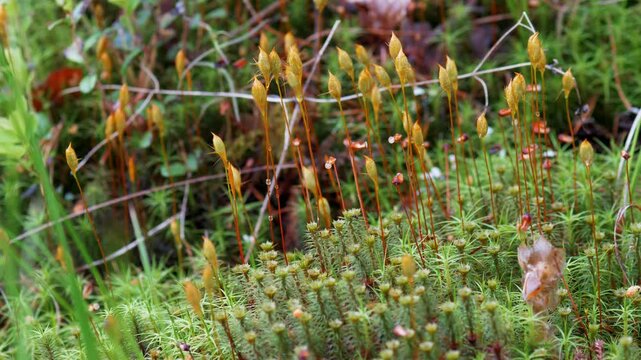 Moss Sporophytes with Seed Capsules Swaying in Wind - Close Up Forest Floor Macro Nature Video