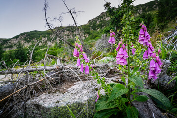 Purple foxglove flowers bloom in a rocky mountain landscape with deadwood © LCH photo gallery