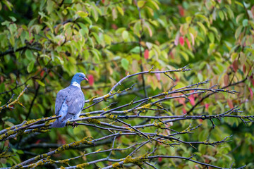 Fototapeta premium Single gray bird resting on a branch among green leaves