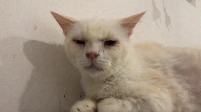 A close up portrait of a grumpy looking white cat resting indoors.